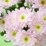 Chrysanthemum