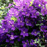 Clematis