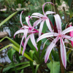 Crinum Lily Purple