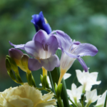 Freesia