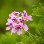 Geranium