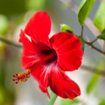 Hibiscus