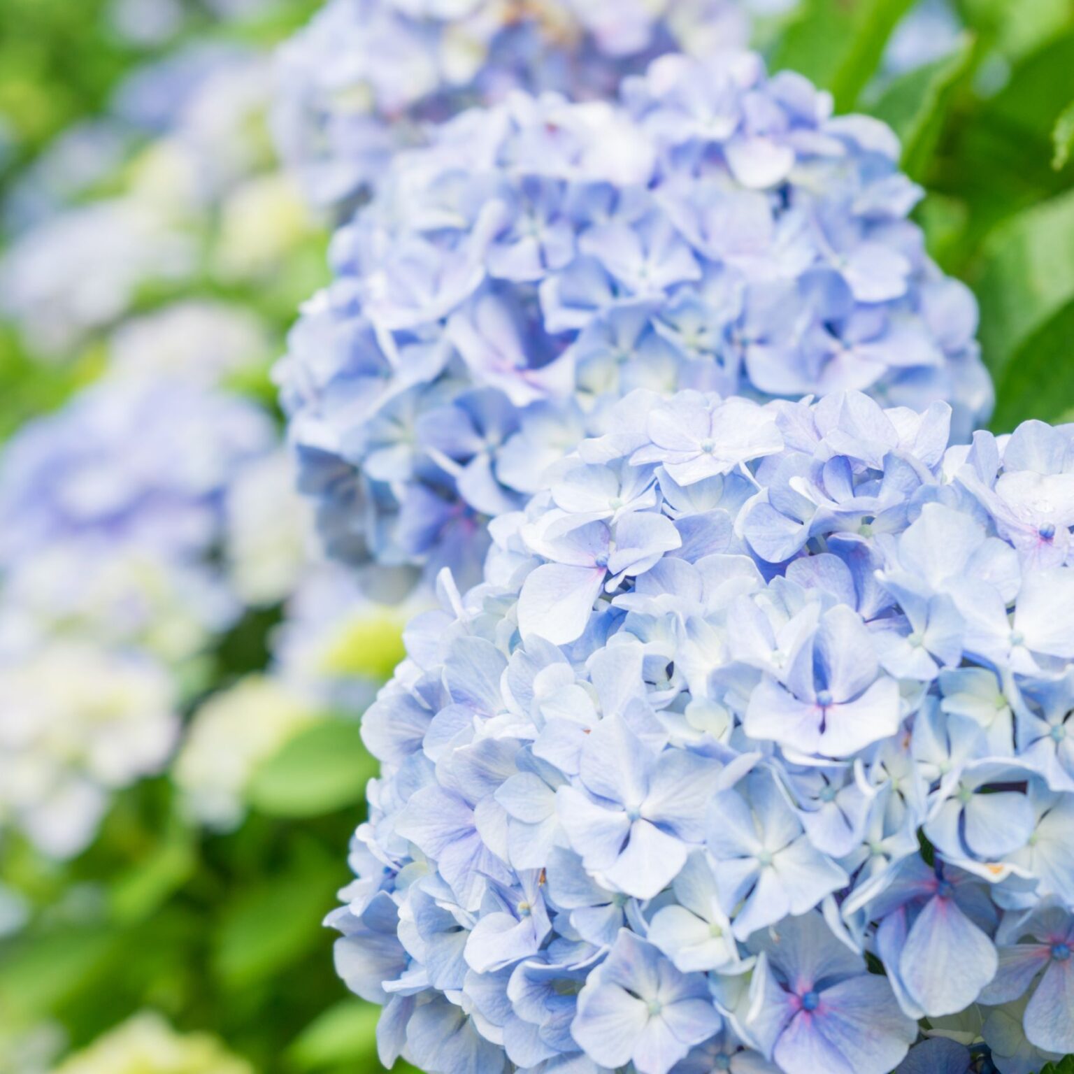 4. Majestic Hydrangea Sanctuary Faux Wreath